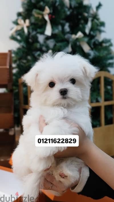mini maltese puppies ميني مالتيز