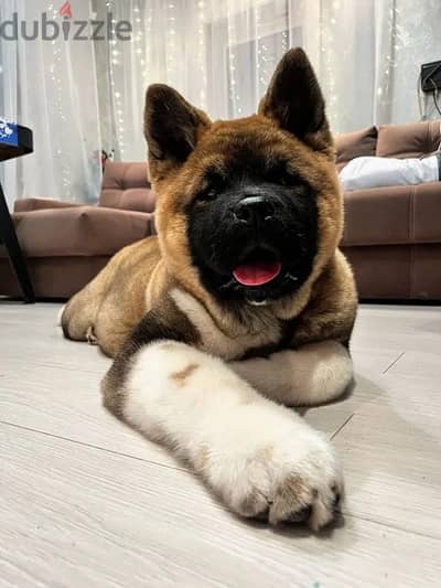 American Akita puppy