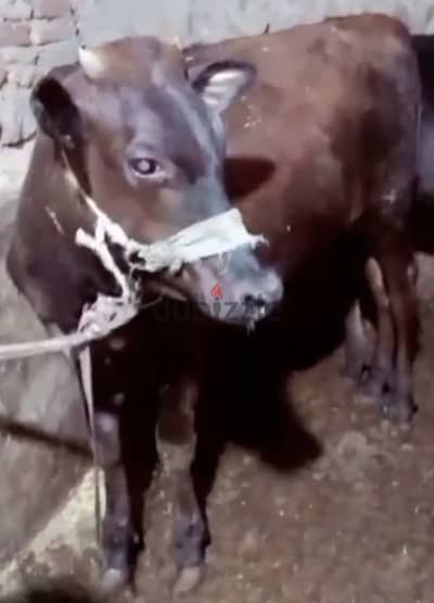 عزب بقري للحجز للعيد
