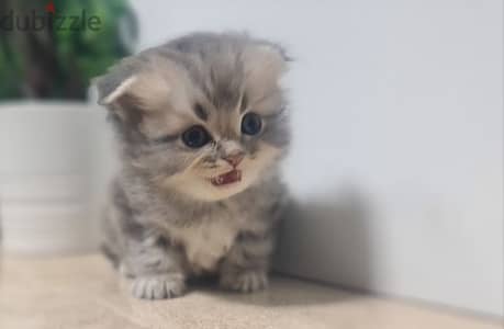 Scottish Fold Longhair