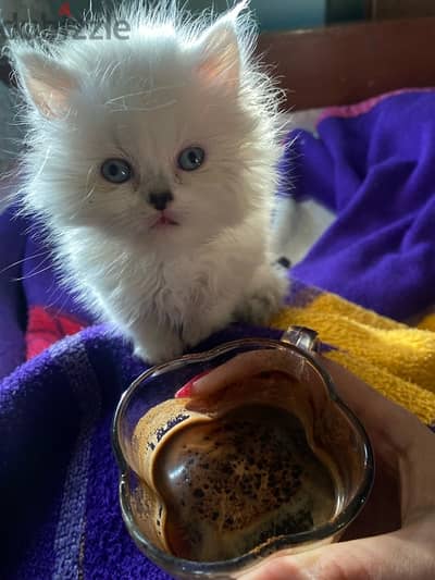 baby cat