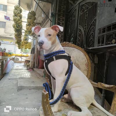 ميامي
