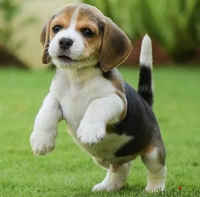 Beagles Puppies - بيجلز بابيز