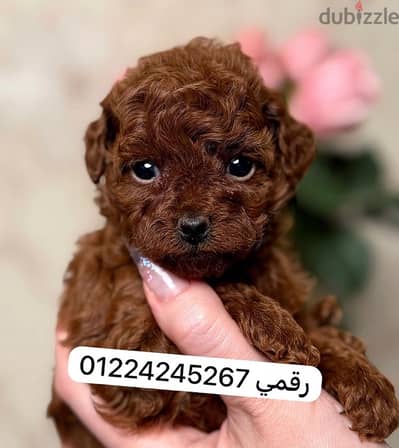 tea cup poodle puppy