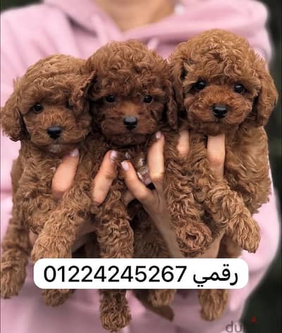 toy. poodle.