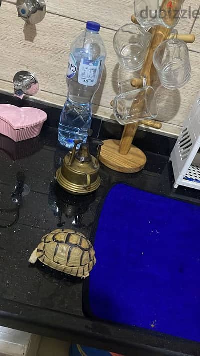 سلحفاه