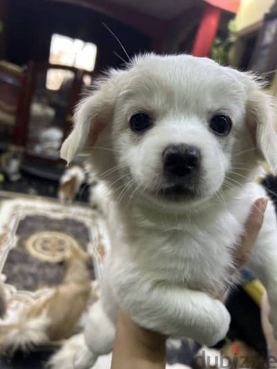Female mix pikinwa with French Girffon