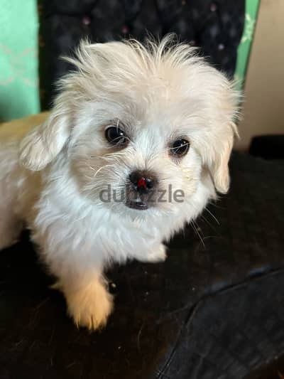 Female mix pikinwa with French griffon