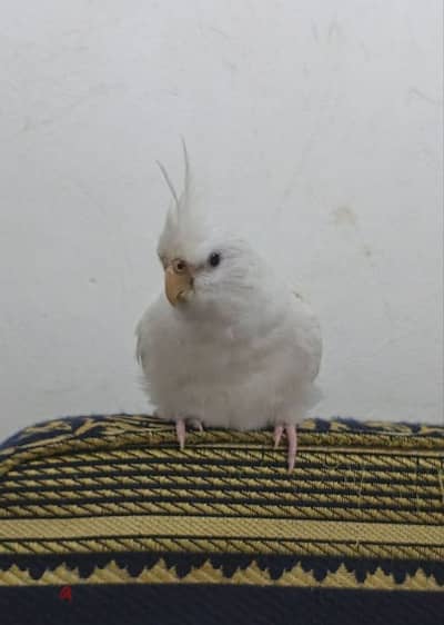 كوكتيل البينو عيون حمراء