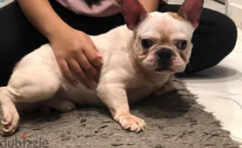 french bulldog