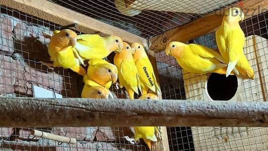 روز اوبلاين اورانج ٣شهور