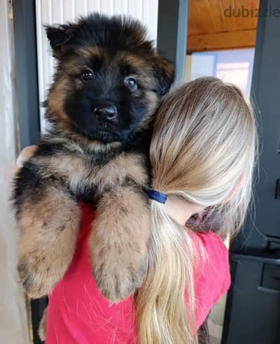 German shepherd female