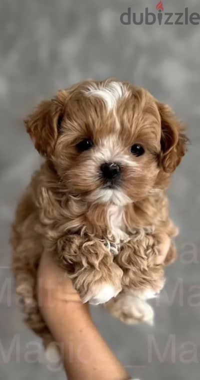 Maltipoo puppy female from Russia