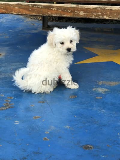 The best maltese puppies