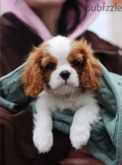 Cavalier King Charles spaniel puppy female