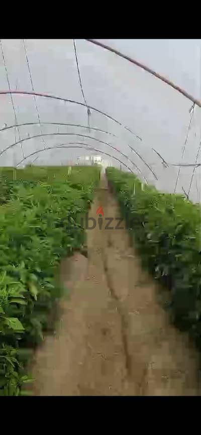 جمصه مقابل جامعه المنصوره الجديده