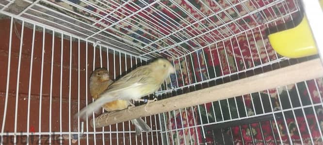 لل بيع علي بعض  أو العايز حاجه