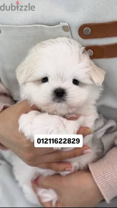 maltese puppies مالتيز