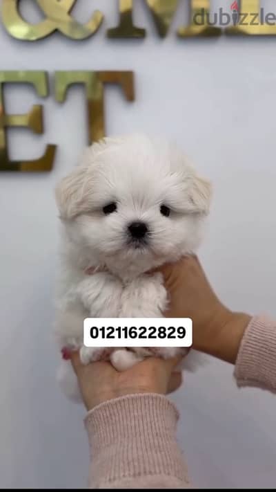 maltese puppies جراوي مالتيز