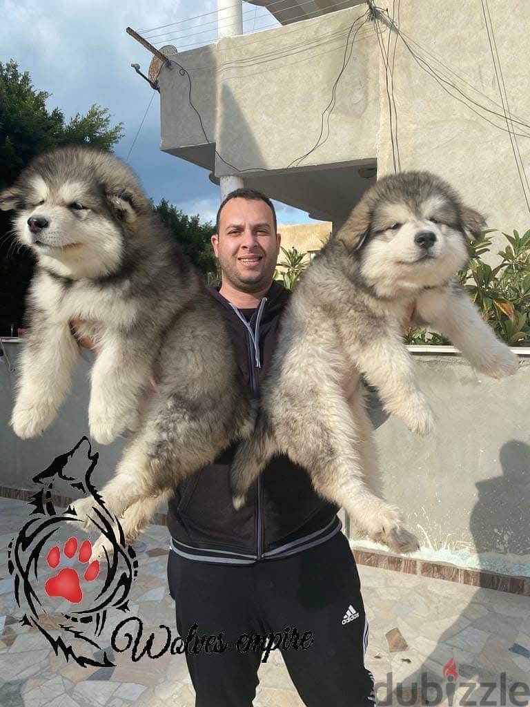 Alaskan malamute 1