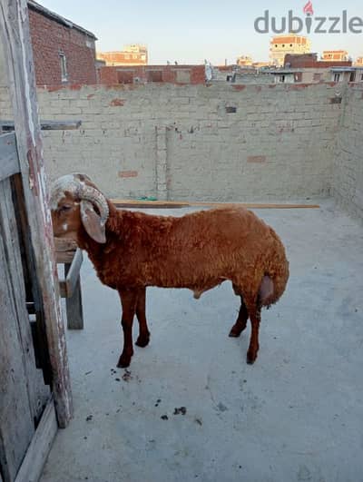 باكوس