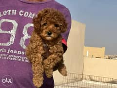 Toy Poodle male full Documents from Europe 0