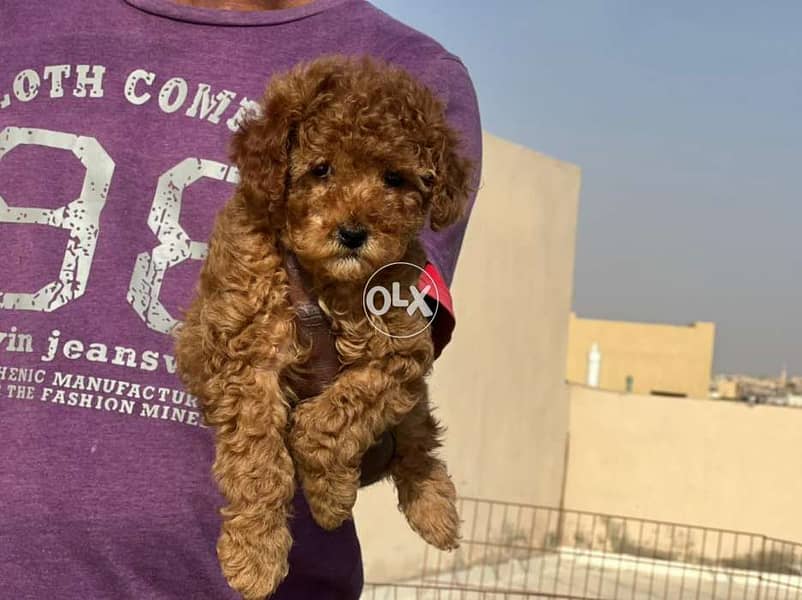 Toy Poodle male full Documents from Europe 1