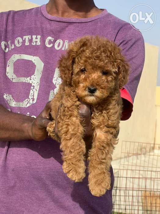 Toy Poodle male full Documents from Europe 2