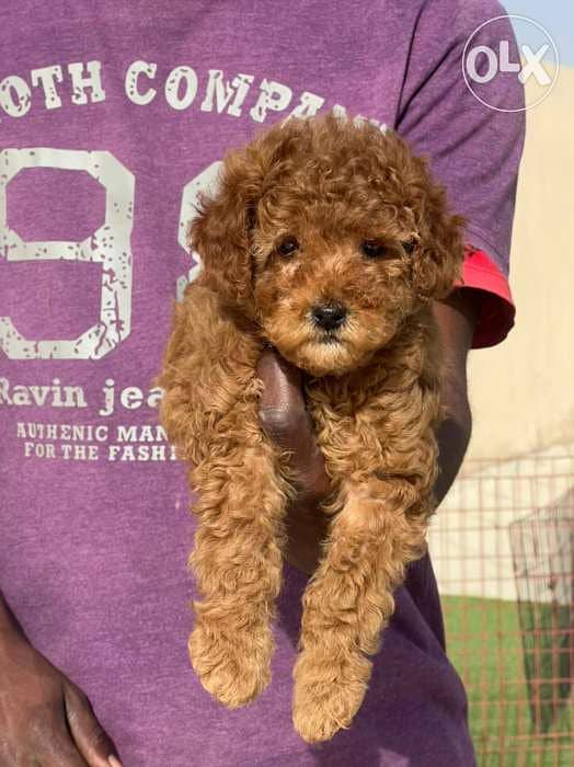 Toy Poodle male 3