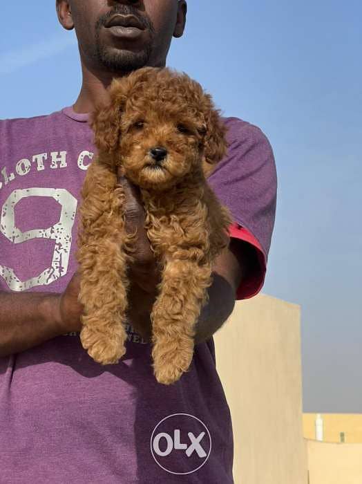 Toy Poodle male full Documents from Europe 4