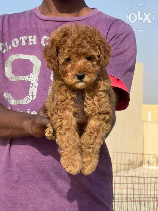Toy Poodle male full Documents from Europe 5
