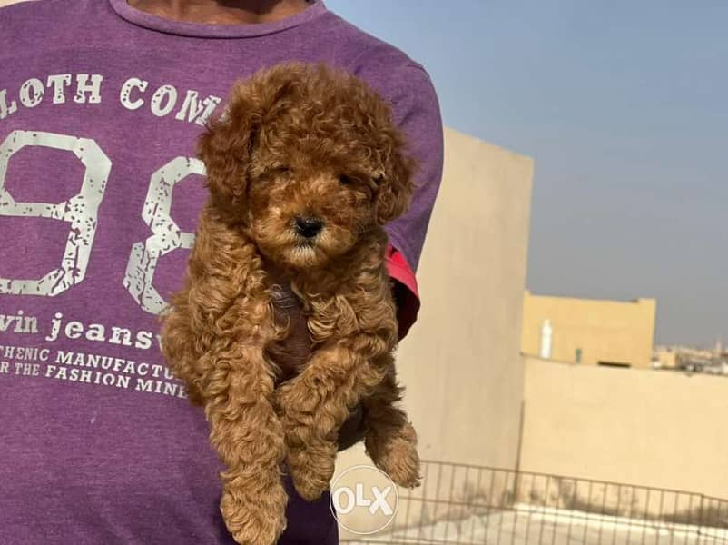 Toy Poodle male full Documents from Europe 6
