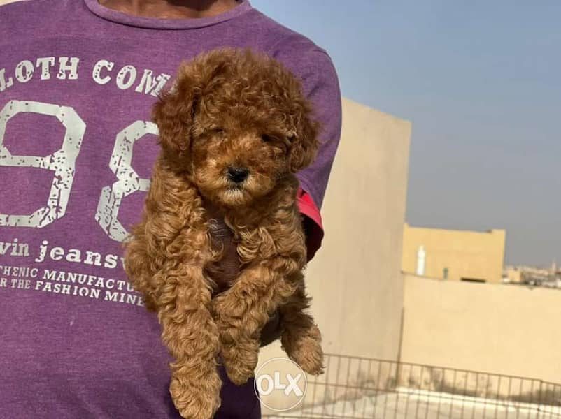 Toy Poodle male 6