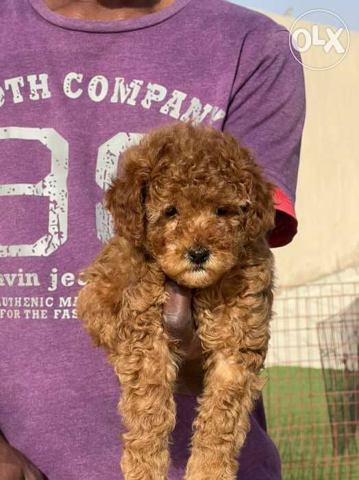 Toy Poodle male full Documents from Europe 7