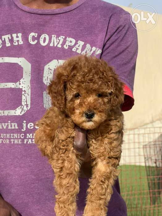 Toy Poodle male 7