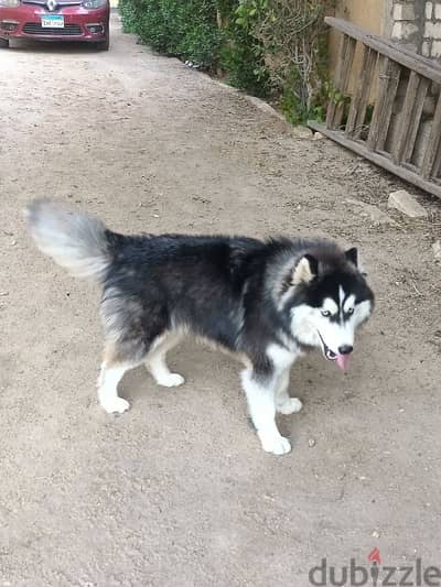 هاسكي للزواج