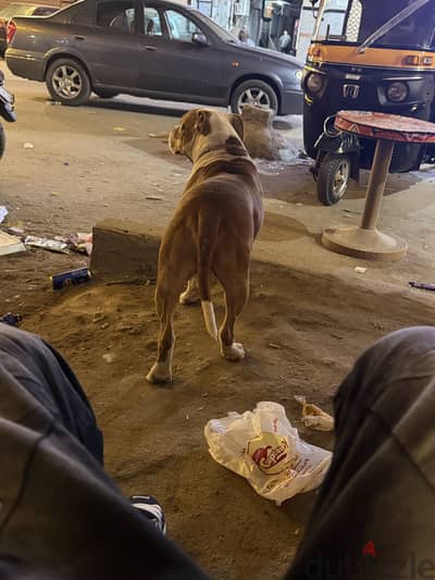 المطريه