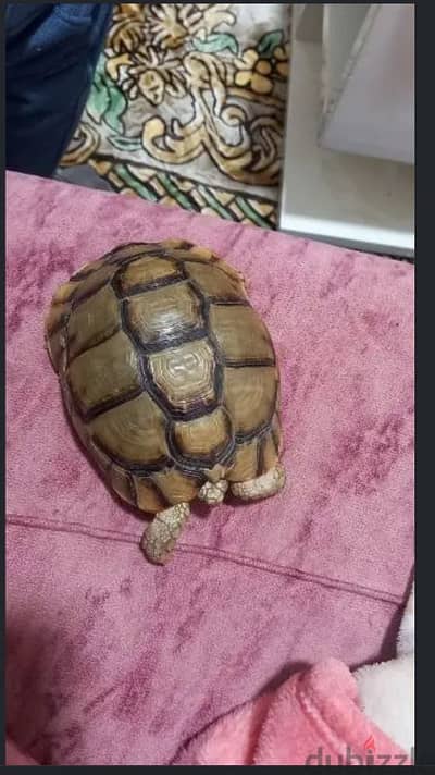 المنصوره الدقهلية