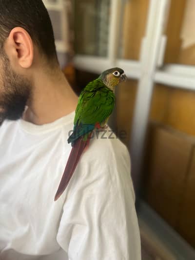 ببغاء كنيور تاكيل يدوي A21