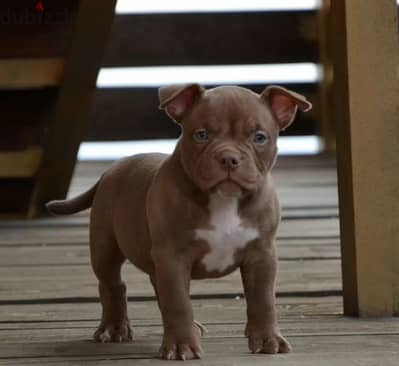 American bully puppy female from Russia