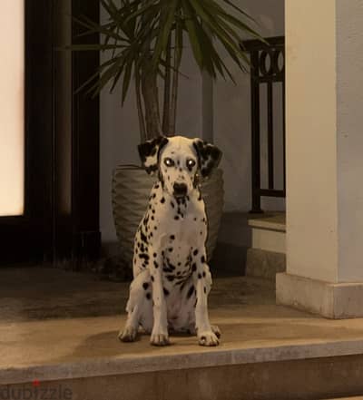 100% Pure Dalmatian Female (6 Months) – Great Bloodline