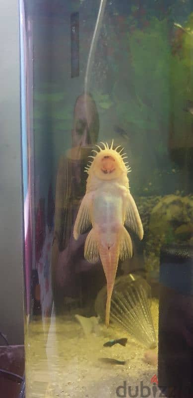 ش ١٣٢ متفرع من ش العشرين خلف حديقه بدر جسر السويس