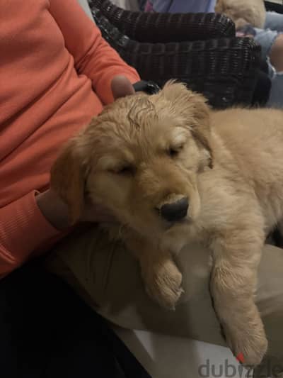 Male dog