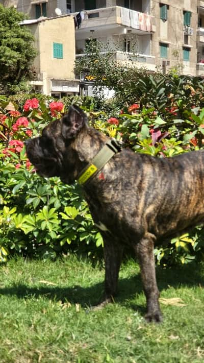 Giant Cane Corso For Marriage فقط للزواج