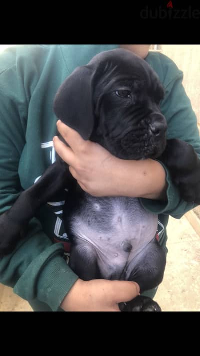 Cane corso puppy for sell