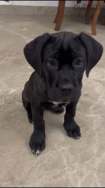 Cane corso puppy for sell