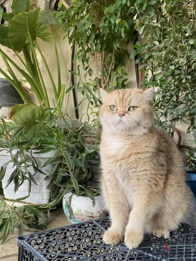 بريتش