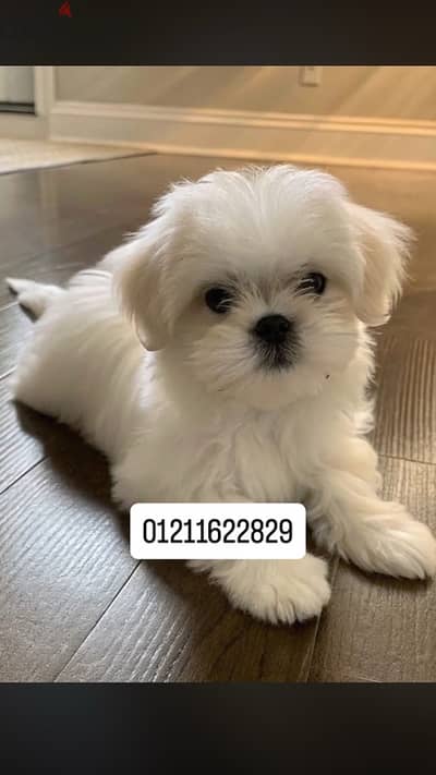 mini maltese puppies مالتيز