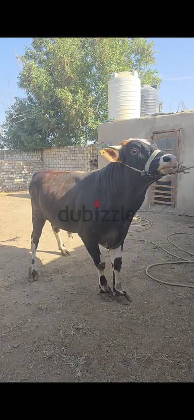 القاهره