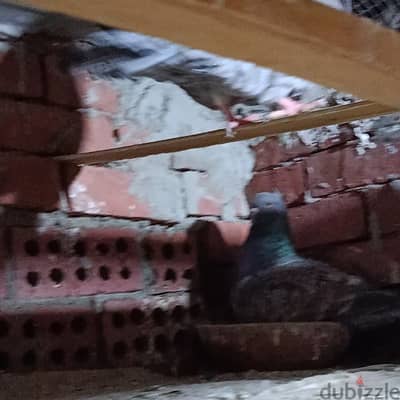قص حمام خليط رومي على استرالي شغال